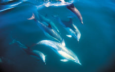 Dolphin Adventures